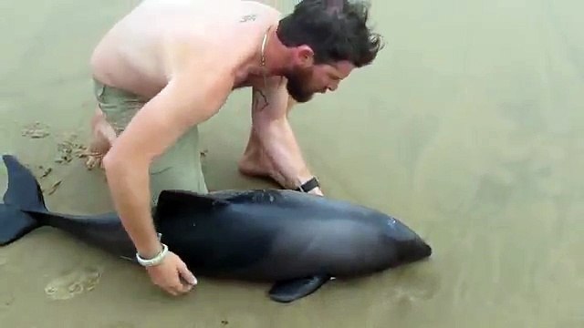 Superbe : il sauve un dauphin et le remet à l'eau