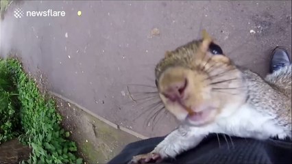Curious squirrel climbs up photographer's leg to check out camera