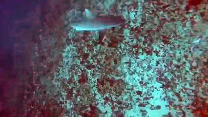 Shark turns on a spear fisherman and bites him on the torso