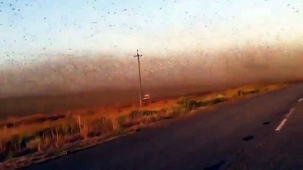 Huge swarm of locusts attacks farms and devastates crops in Russia