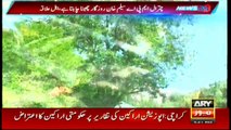 Walnut trees are being illegally cut down in Chitral