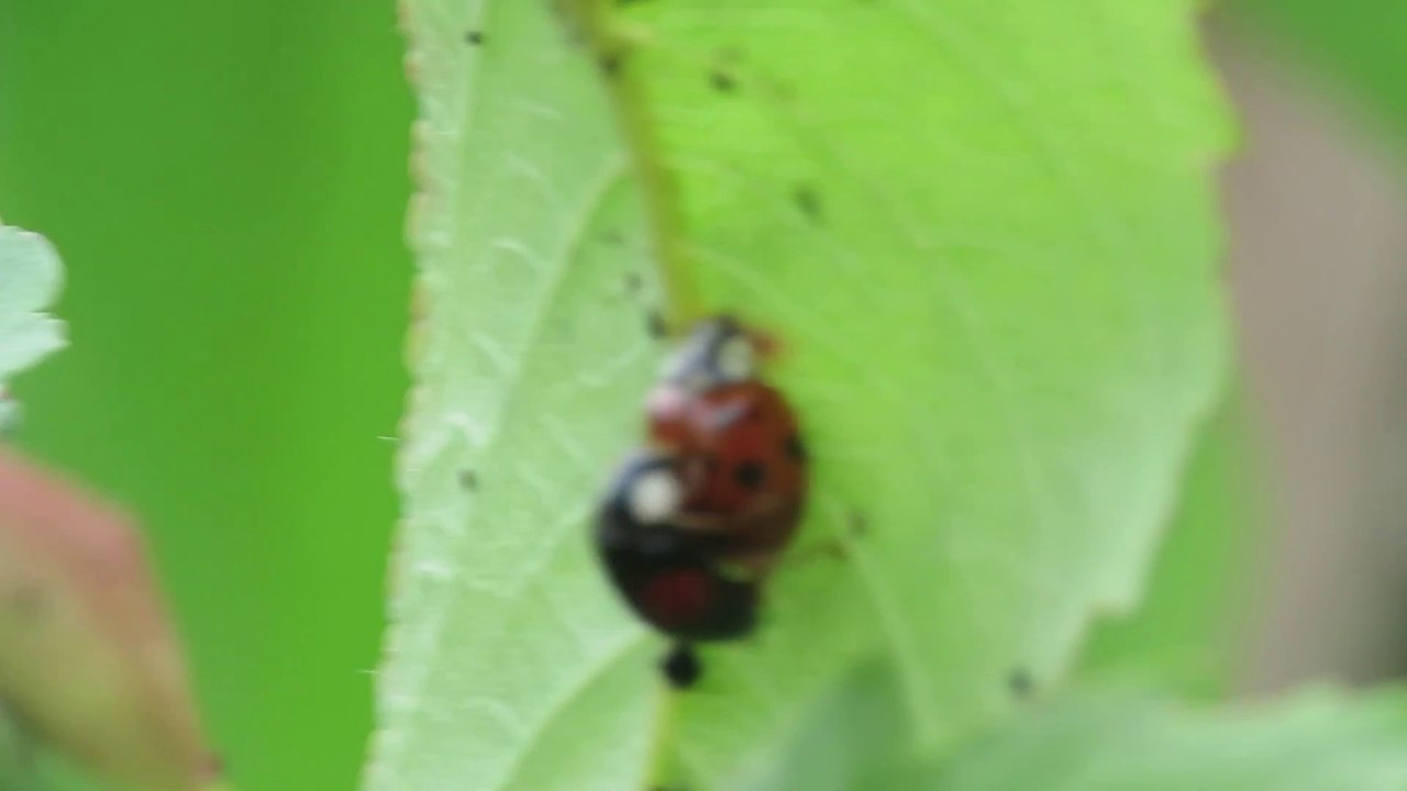 Deux coccinelles en pleine "action" surprises dans un arbre en plein documentaire