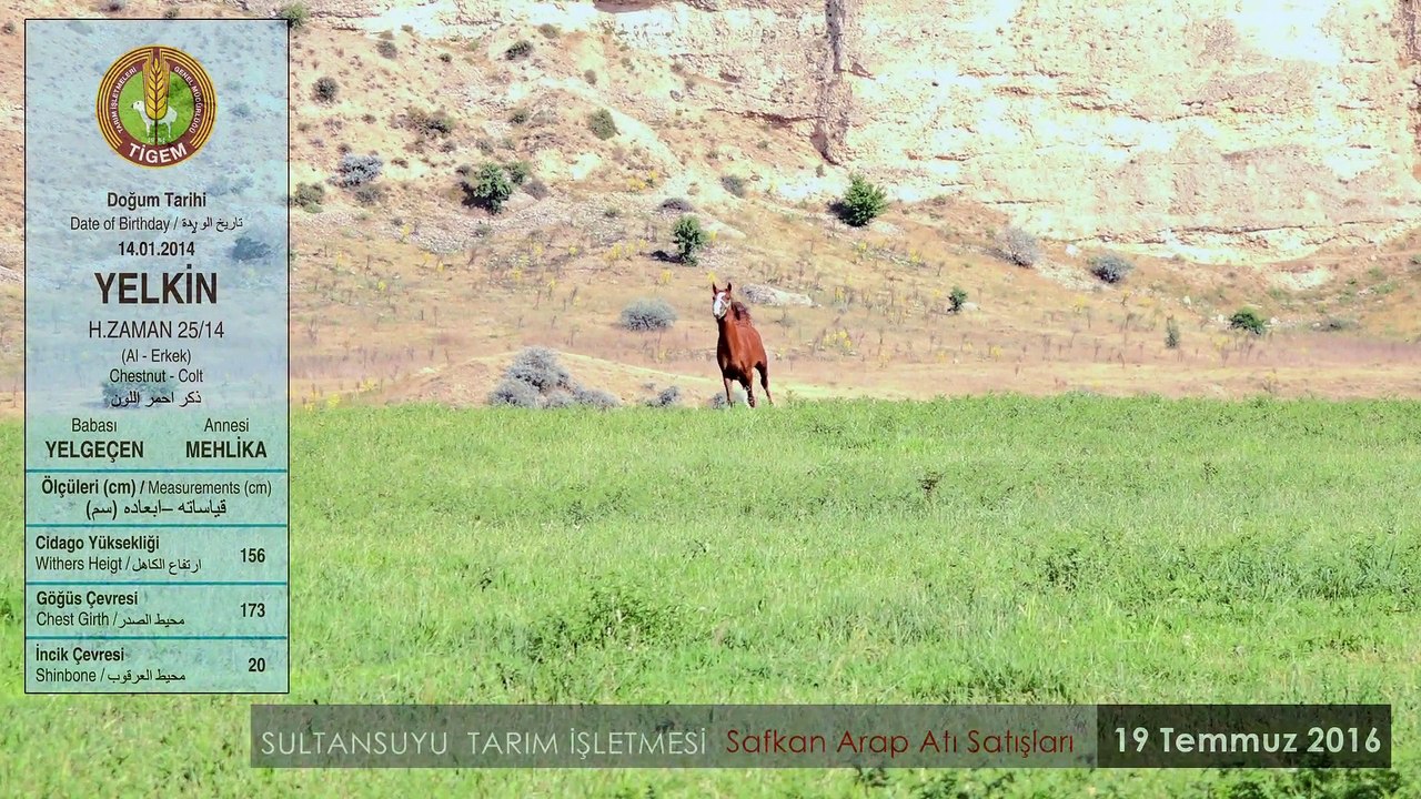 YELKİN