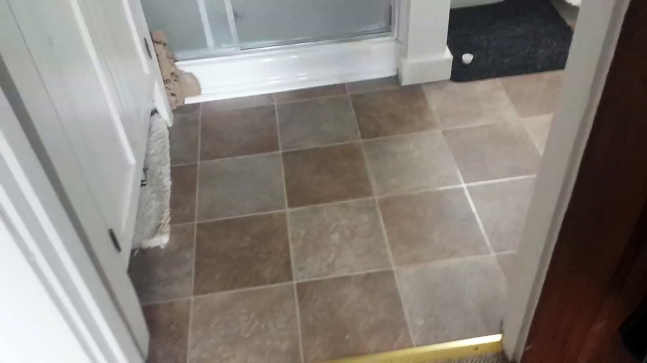 Incroyable discussion entre un homme et son perroquet qui se plaint du chat de la famille. Hilarant !