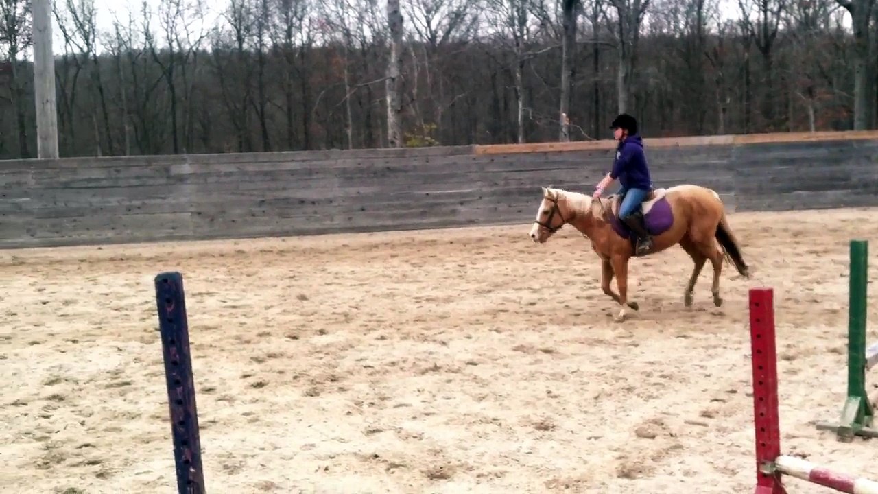 For Sale: Twinkle Toes - Schooling over Fences #2