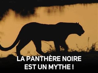 On vous a menti : les panthères noires n'existent pas!