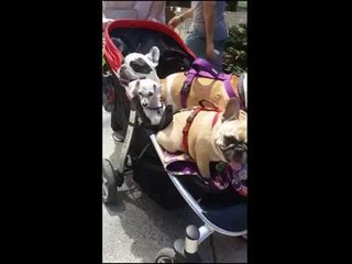Man Takes Video of Fleet of Dogs in a Pram