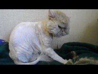 Angry Looking Cat Kneads Blanket, Stares Into Your Soul