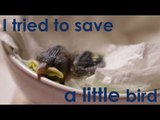 Guy Rescues Baby Bird That the Cat Dragged In