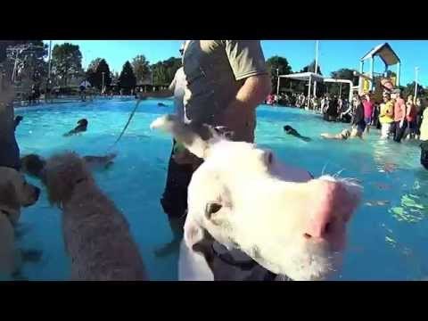 Dogs Have Time of Their Lives at Puppy Pool Party