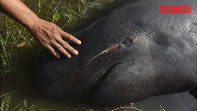 Indonésie: 32 baleines échouées sur une plage de Java