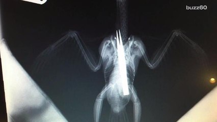 Bird Swallows a Tweezers and Survives