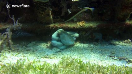 Octopus fends eel attack