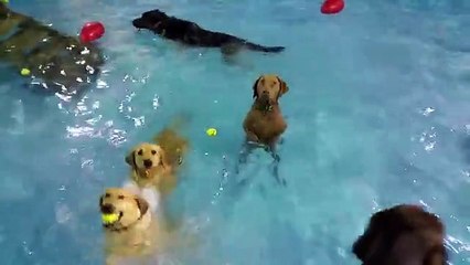 Le retour du chien qui ne savait pas nager