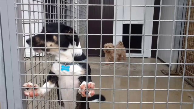 Namur: la pension pour chiens et chats Crocalin affiche complet pour les vacances