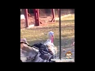 REMIX: El Pavido Navido - Thanksgiving Remix by Eddie G!