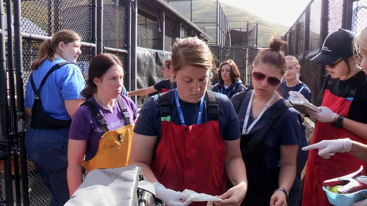 Kalifornische Tierschützer päppeln magere Seelöwen auf