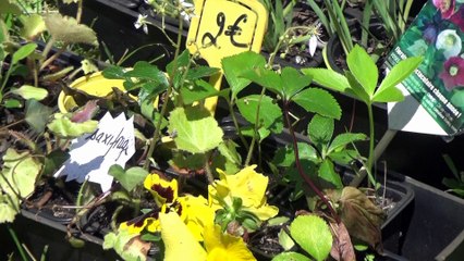 TROC-PLANTES 2016 en CITADELLE