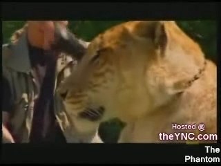 Croisement Lion Tigre,Impressionnant