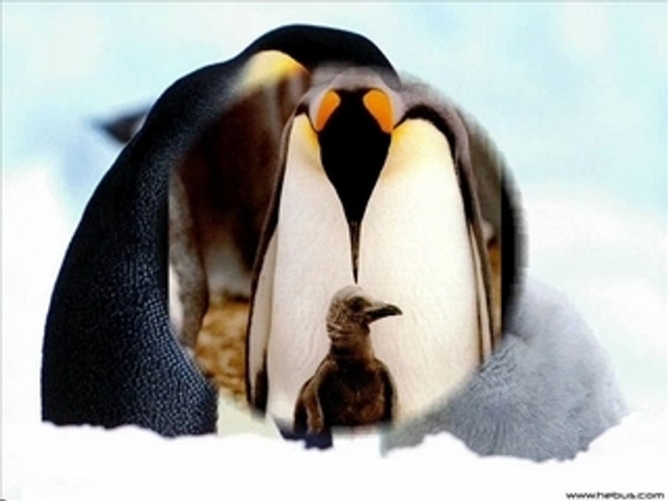 Animaux_0001