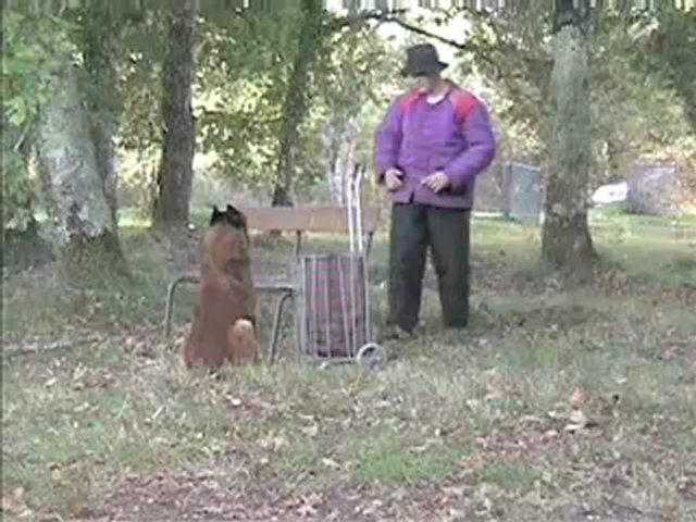 Sport Canin en Gironde