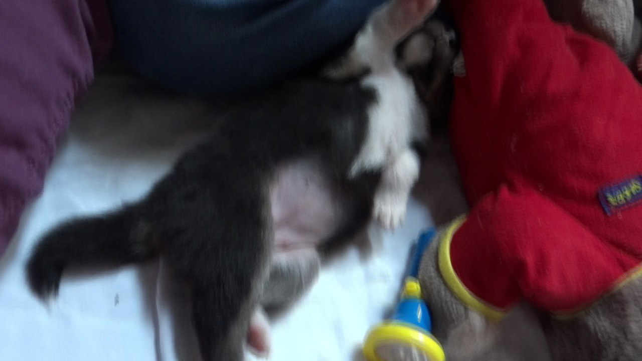 moon chiot colley des stuarts de boisbelle