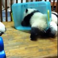 Panda Humorous