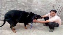 Animals Mating - Top 10 Dog Mating & Funny Dog