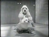 Friskies Puppy Food Cocker Spaniels November 22, 1963