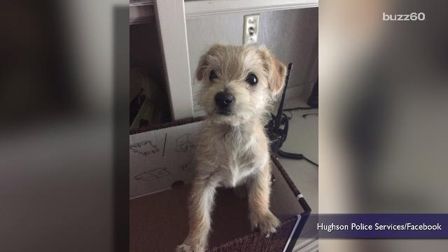 UPS Driver Saves Puppy Dumped From Car