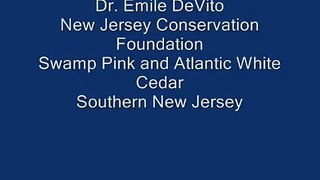04.15.10 Swmp Pink and Atlantic White Cedar NJCF Part 2 .wmv