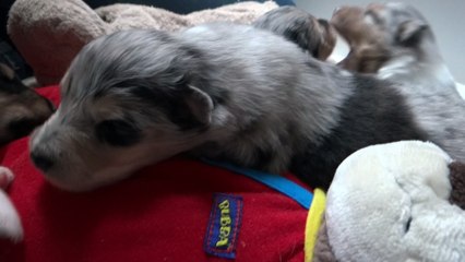 moon light des stuarts de boisbelle