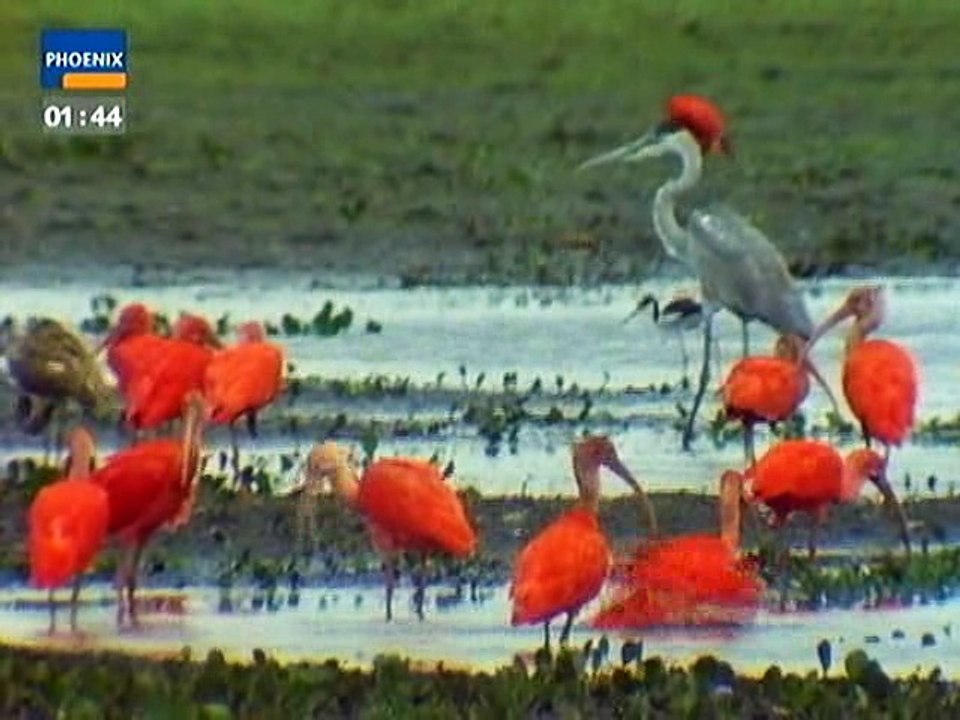 Der Todeszug der Lanzenreiter 2 - Landsknechte auf Goldroute