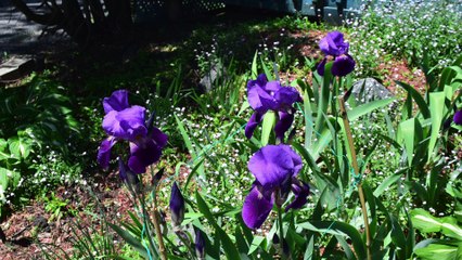iris et chardonnerets
