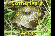 Turtle Tracks C28: Catherine's Tracks Day 28