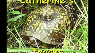 Turtle Tracks C28: Catherine's Tracks Day 28