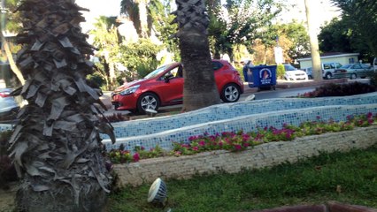 Palm Trees near the Street in Europe
