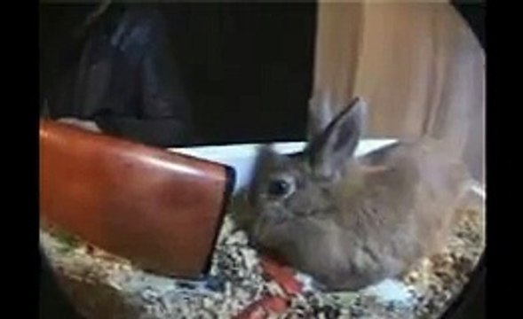 Ce matin, un lapin - Michel Muller