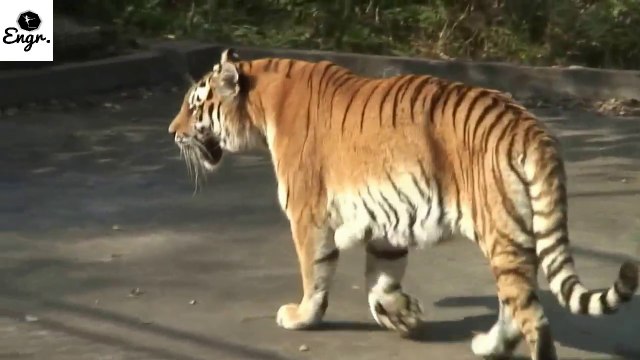 wild animals & Kids At The Zoo- Rainforest and African animals