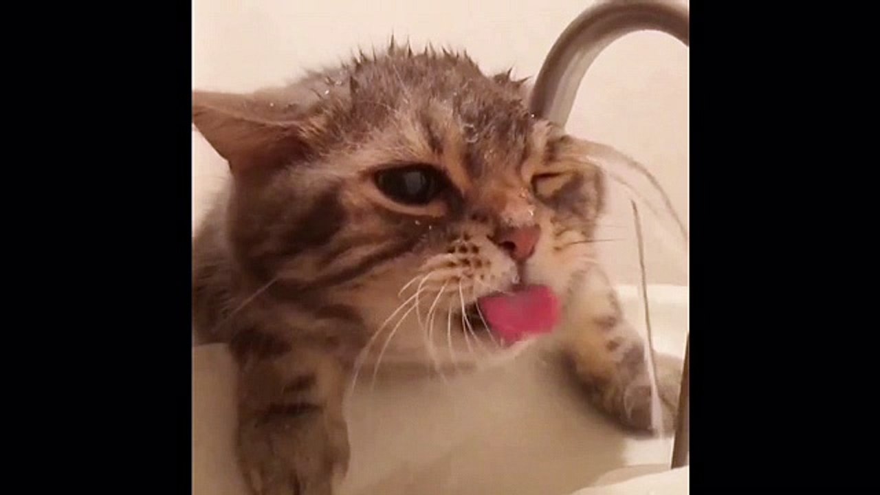 animals funny failed