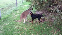 Köpek ile Kangrunun Müthiş Dostluğu