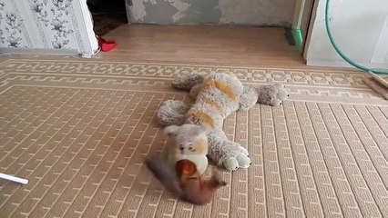Crazy Squirrel Goes Nutty for Toy