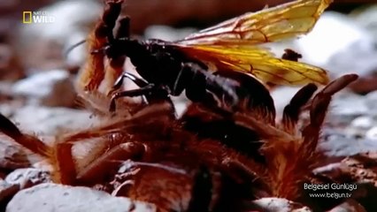 Tarantula Şahininin Tarantula Avı
