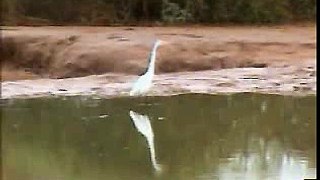 Great White And Little Egret Fishing at Pete's Pond 11/19/06