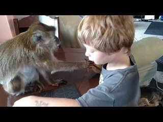 Boy Plays Tic-Tac-Toe With His Pet Monkey