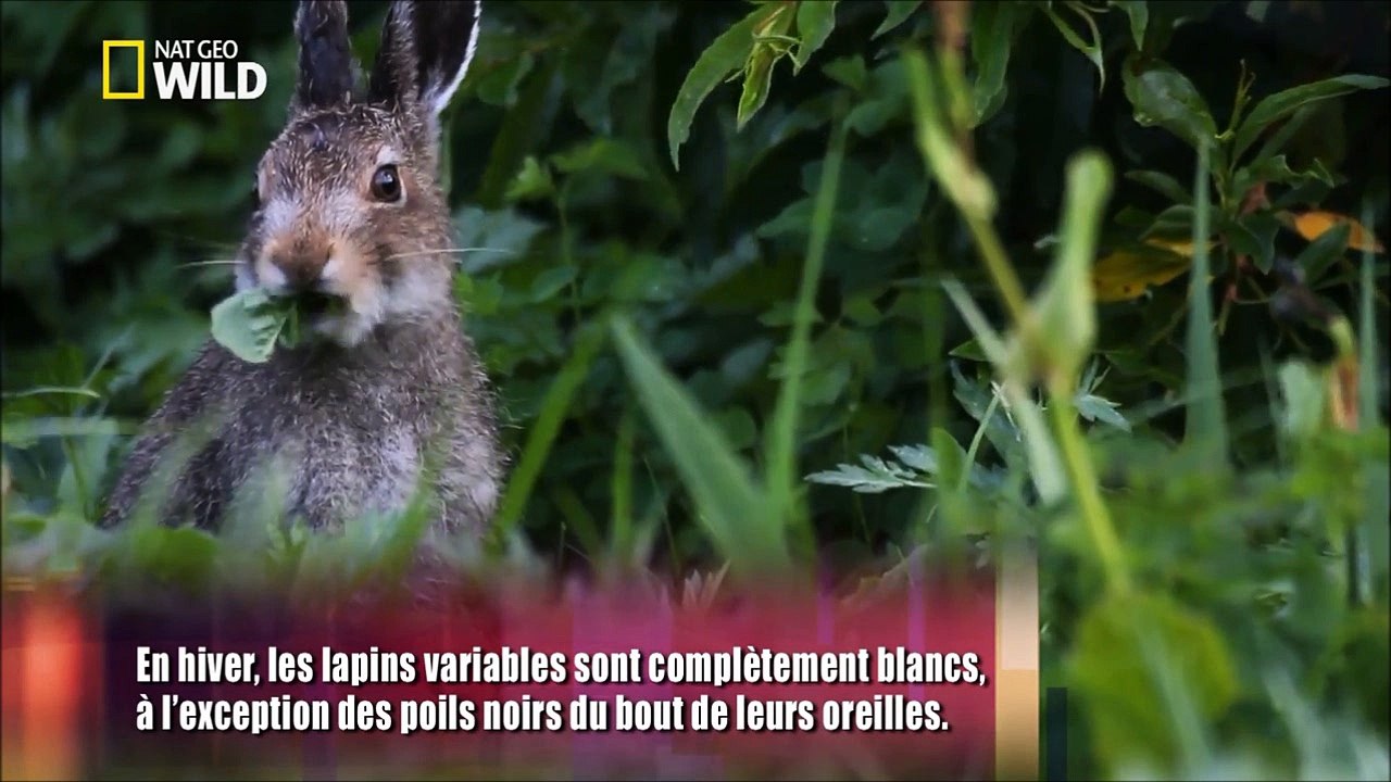 Le lièvre variable miraculé