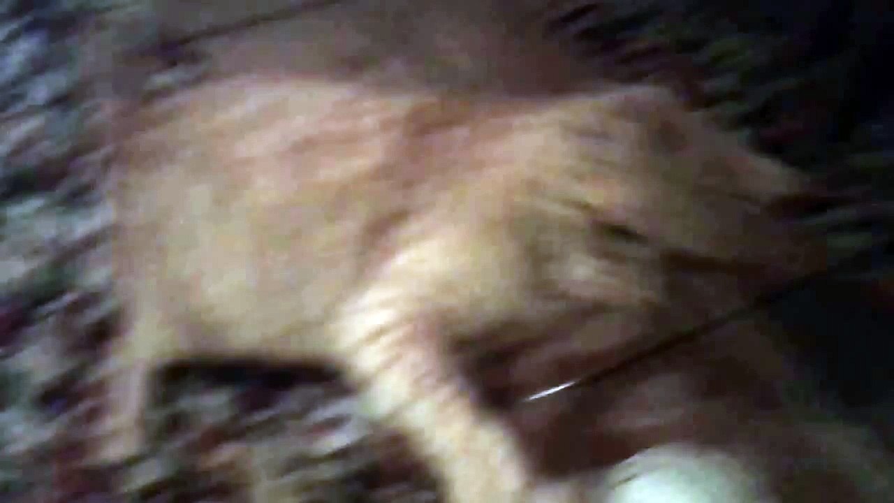 El sonido de un gato furioso | Cuchito Channel