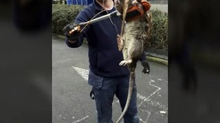 La rata gigante de Londres o cómo no debes fiarte de todas las fotos que encuentras en internet