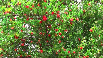 BİGADİÇ DOĞANÇAM NAR BAHÇELERİ