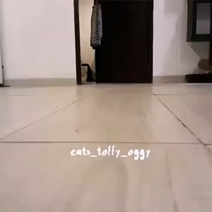 Un petit chaton voleur dérobe une sucette, mais ce qu'il en fait... C'est la chose la plus drôle, MDR